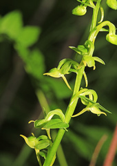 Platanthera mandarinorum