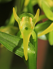 Platanthera mandarinorum