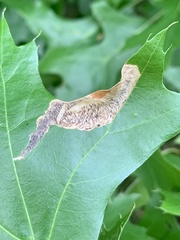 Coptotriche castaneaeella