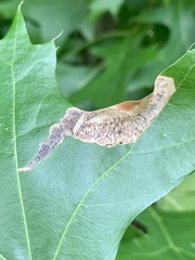 Coptotriche castaneaeella