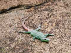 Platysaurus orientalis