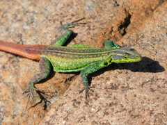 Platysaurus orientalis