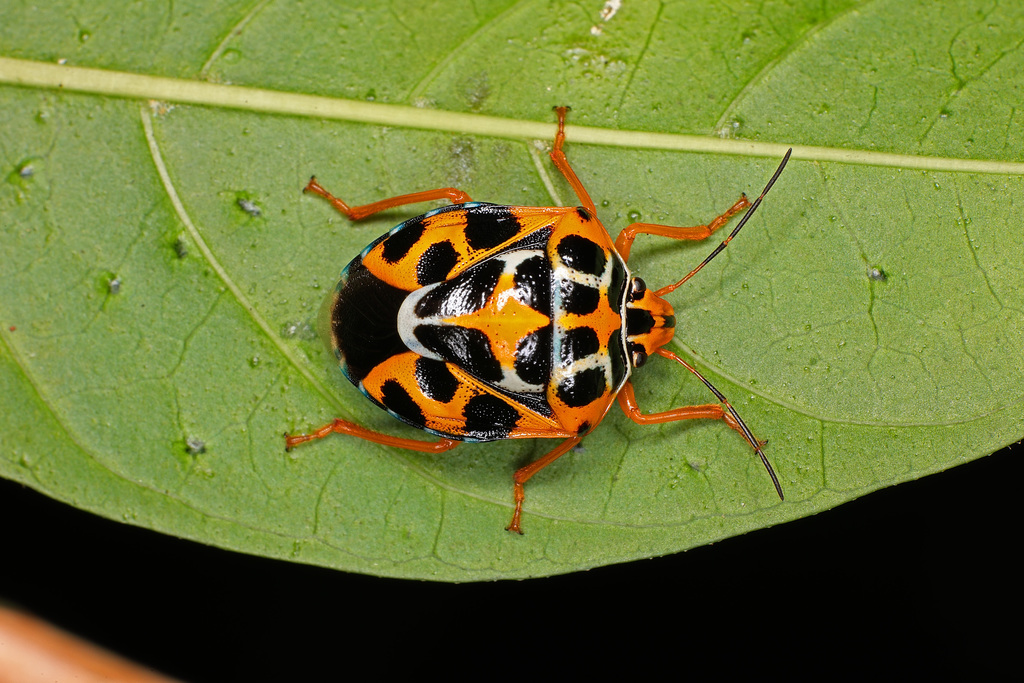 Antestiopsis anchora