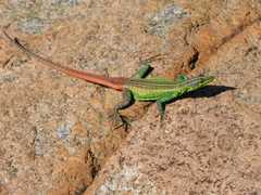 Platysaurus orientalis
