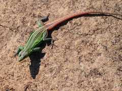 Platysaurus orientalis