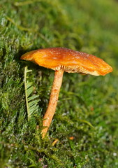 Gymnopilus ferruginosus