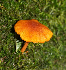 Gymnopilus ferruginosus