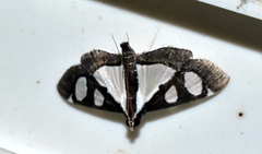 Glyphodes bicolor