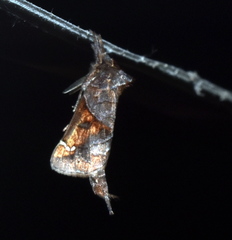 Clostera costicomma
