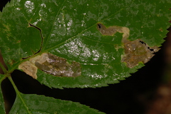 Phytomyza aralivora
