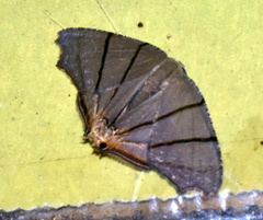 Orudiza protheclaria