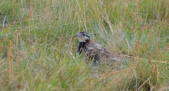 Calcarius ornatus