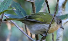 Telophorus olivaceus