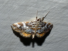 Paracymoriza vagalis