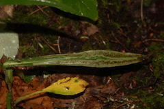 Nemorimyza posticata