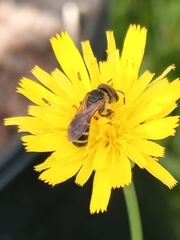 Halictus poeyi