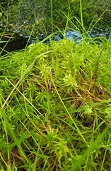 Sphagnum inundatum
