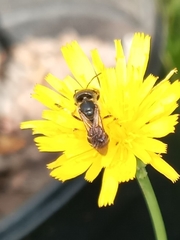 Halictus poeyi