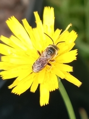 Halictus poeyi