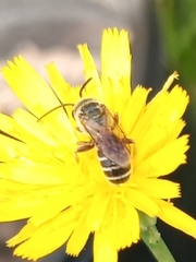Halictus poeyi