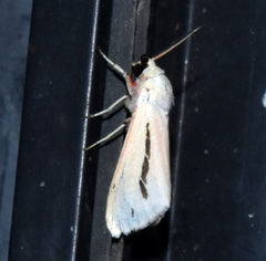 Micraloa