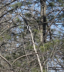 Dryobates villosus villosus