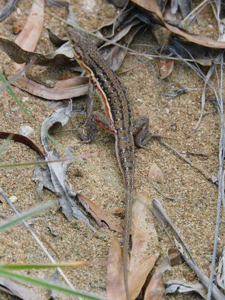 Spotted Sand Lizard