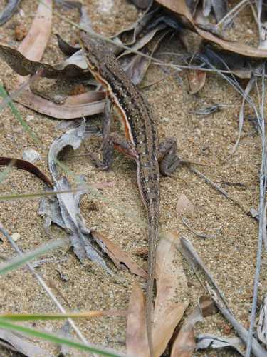 Spotted Sand Lizard