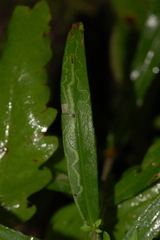 Ophiomyia parda