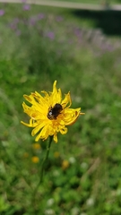 Stelis punctulatissima