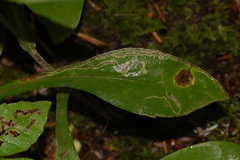 Liriomyza eupatorii