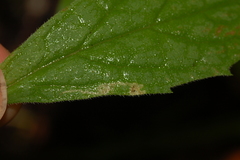 Liriomyza limopsis