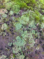 Ricciaceae