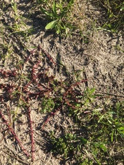 Mesembryanthemum canaliculatum