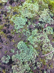 Ricciaceae