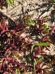 Mesembryanthemum canaliculatum