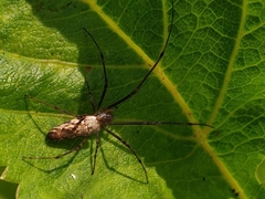 Tetragnatha dearmata