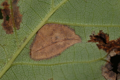 Phyllonorycter trinotella
