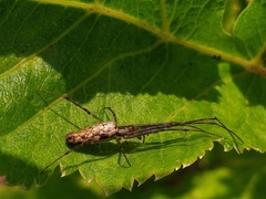 Tetragnatha dearmata
