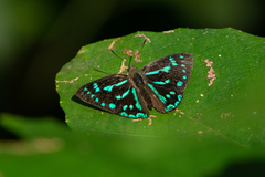 Simiskina pharyge