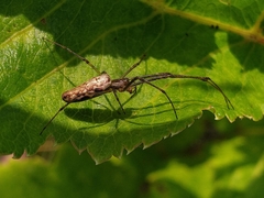 Tetragnatha dearmata