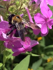 Xylocopa virginica