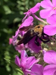 Xylocopa virginica