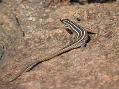 Platysaurus orientalis