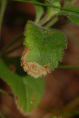 Phytomyza crassiseta
