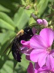 Xylocopa virginica