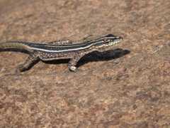 Platysaurus orientalis