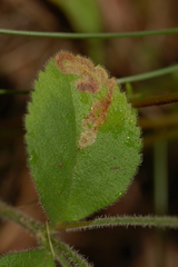 Phytomyza crassiseta