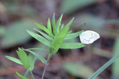 Eurema daira