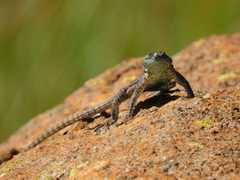 Platysaurus orientalis
